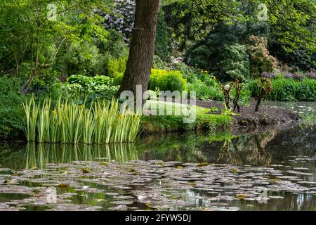 Fiori colorati, alberi e arbusti circondano il lago presso il John Lewis Longstock Park Water Garden sulla Leckford Estate, Stockbridge, Hampshire UK Foto Stock