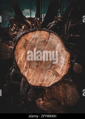 La vista dall'alto del moncone dell'albero Foto Stock