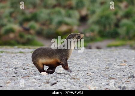 Foca Antartica di pelliccia - Passeggiate sulla spiaggia Arctocephalus gazella Fortuna Bay South Georgia MA000937 Foto Stock