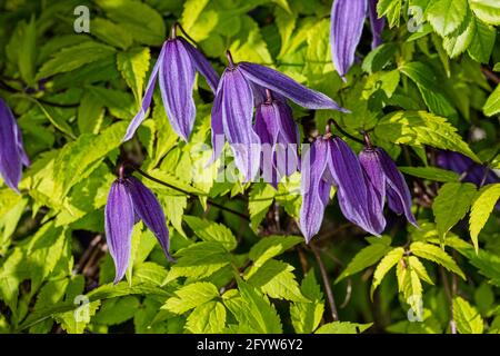 "Helsingborg' Clematis alpina, Alpklematis (Clematis alpina) Foto Stock