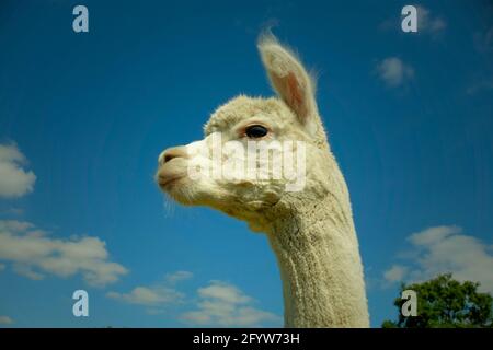 Alpaca MA003979 Foto Stock