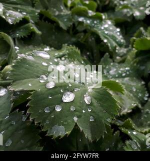 Il mantello della signora (Alchemilla mollis) lascia con goccioline d'acqua Foto Stock