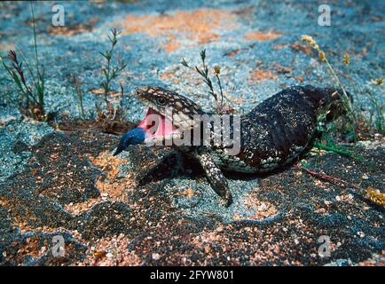 Skink tongued blu Australia sud-occidentale RE000039 Foto Stock