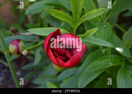 Old Garden Rose, Cambridge UK, spazio floreale puramente bello e tranquillo Foto Stock