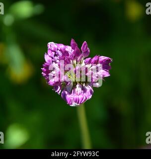 Allium giganteum 'Gladiator', Cambridge UK, spazio floreale bello e tranquillo Foto Stock