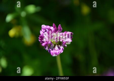 Magic Wand, Allium Gladiator, Cambridge UK, spazio floreale puramente bello e tranquillo Foto Stock