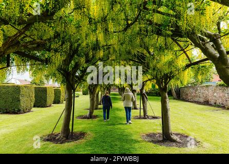 Donne che camminano in Laburnum arco di albero o allee in fiore, Preston Tower, Prestonpans, East Lothian, Scozia, REGNO UNITO Foto Stock