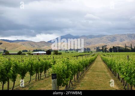 Vigneti vicino a Blenheim nella regione vinicola di Marlborough, Nuova Zelanda Foto Stock