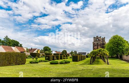 Laburnum Tree Arch o allee in fiore pieno, Preston Tower, Prestonpans, East Lothian, Scozia, REGNO UNITO Foto Stock