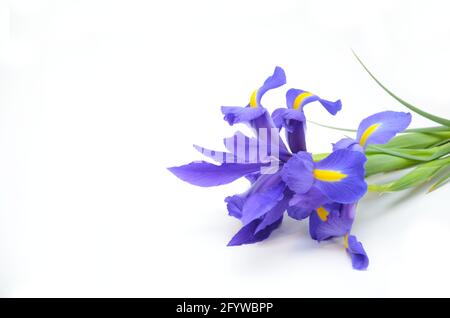 un bouquet di iris su sfondo bianco, isolato, iris blu Foto Stock