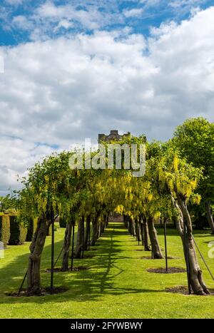 Laburnum Tree Arch o allee in fiore pieno, Preston Tower, Prestonpans, East Lothian, Scozia, REGNO UNITO Foto Stock