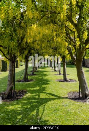 Laburnum Tree Arch o allee in fiore pieno, Preston Tower, Prestonpans, East Lothian, Scozia, REGNO UNITO Foto Stock