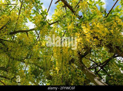 Laburnum arcate o allee in fiore pieno, Prestonpans, East Lothian, Scozia, Regno Unito Foto Stock