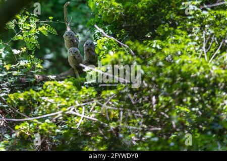 Tre piccoli pulcini di gufo (Strix aluco) su un ramo della foresta. Stanno cercando di nascondersi con le loro piume ben camuffate. Foto Stock