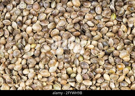 cibo di fondo - molti semi di canapa non pelati Foto Stock