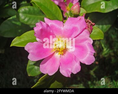 Pereskia fiore rosa (Pereskia grandifolia) in giardino Foto Stock