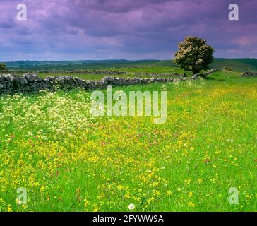 Regno Unito, Derbyshire, Peak District National Park, prato primaverile e cielo stellato, Foto Stock