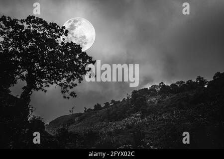 Silhouette di albero contro il cielo scuro su tranquillo sfondo naturale. Notte e luna. Paesaggio in serata, luna piena dietro gli alberi. Nero e wh Foto Stock