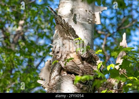 Gufo sbarrato che vola dal suo nido nella foresta dove i suoi due gualetti sono al sicuro nell'albero Foto Stock