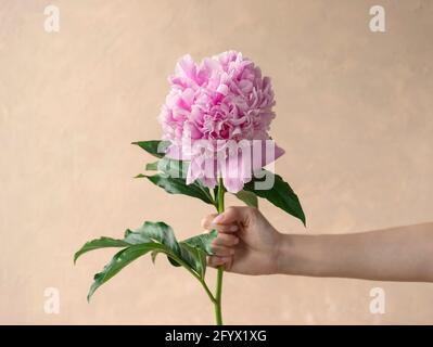 mano femminile che tiene bella peonia rosa vicino a parete intonacata beige. composizione creativa minimalista. immagine orizzontale. spazio copia Foto Stock