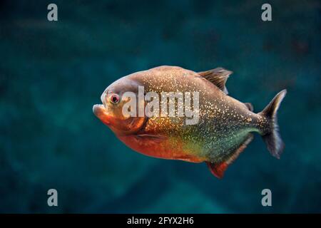 Piranha dal colore rosso, noto anche come piranha rosso (Pigocentrus nattereri) nuota in acquario. Foto Stock