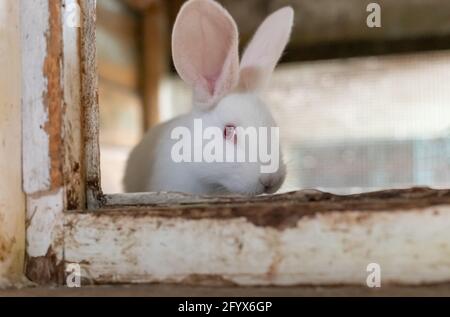 Piccolo coniglio bianco in gabbia di legno in fattoria Foto Stock
