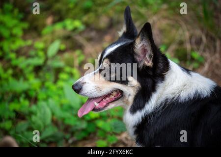 Welsh Corgi Pembroke Foto Stock