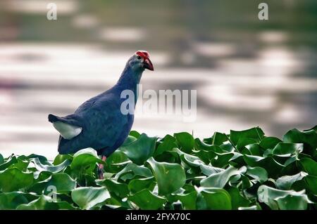 Un swamphen grigio a testa in erba che mi guarda Foto Stock