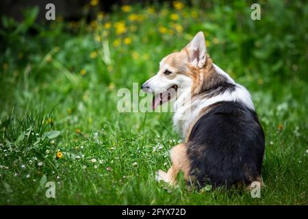 Welsh Corgi Pembroke Foto Stock