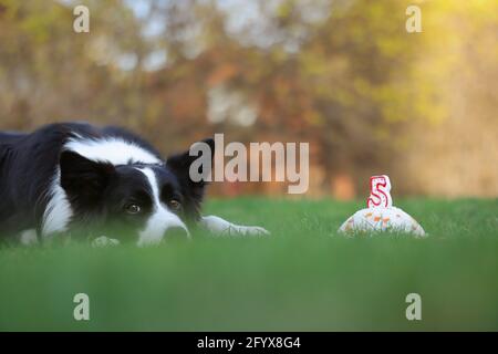 Nero e bianco bordo Collie cane si trova con testa giù nel giardino con la sua torta di riso compleanno. Adorabile animale domestico in erba. Foto Stock