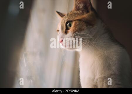 Primo piano ritratto di un simpatico gattino tabby che guarda attraverso una finestra. Foto Stock