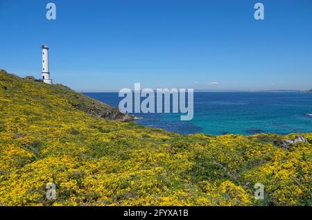 Gola in fiore con un faro sulla costa atlantica in Galizia, Spagna, Pontevedra provincia, Cangas, Cabo Home Foto Stock