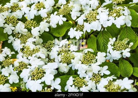 Viburnum Plicatum Mariesii crescendo in un giardino privato. Foto Stock