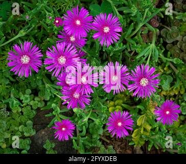Fiori di fico di mare (Carpobrotus acinaciformis) in un giardino succulento nel centro della Virginia in primavera. Foto Stock