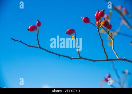 Bacche di rosa selvatiche contro il cielo blu. Foto Stock