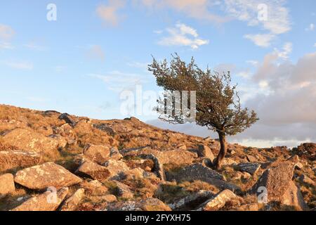 Una vista di Tor superiore da Belstone Tor con una Albero gnarled in primo piano Dartmoor UK Foto Stock