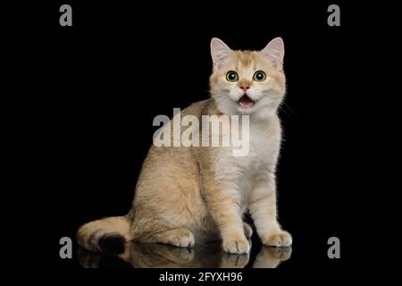 Divertente gatto britannico di razza seduta a sorpresa con la sua bocca aprire su uno sfondo nero isolato Foto Stock