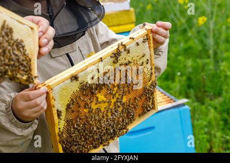 Apicoltori raccogliere il miele da alveari, un prato pieno di fiori gialli, allevamento di api biologiche, produzione Foto Stock