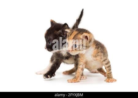 Due gattini divertenti in colori fantasiosi, isolati su sfondo bianco Foto Stock