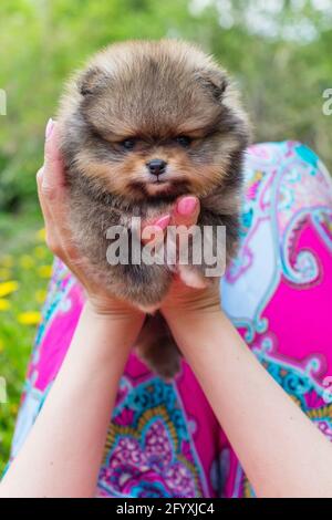 Piccolo cucciolo di pommeria nelle mani di una donna lo sfondo di erba e dandelioni Foto Stock