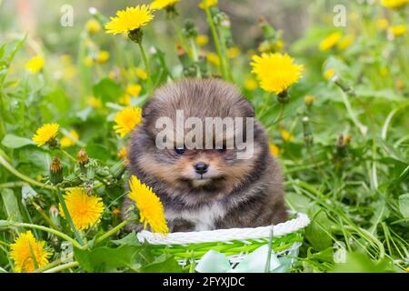 Piccolo cucciolo di pommeria in un cestino sullo sfondo di erba e dandelioni Foto Stock