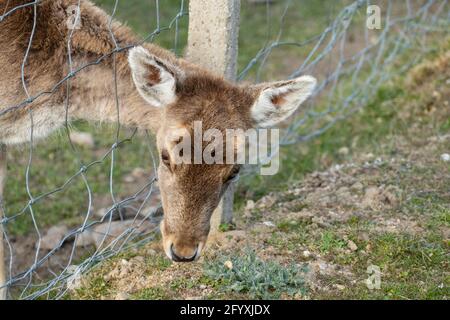 Junges Damwild Kalb Hat sich im Zaun verfangen Foto Stock