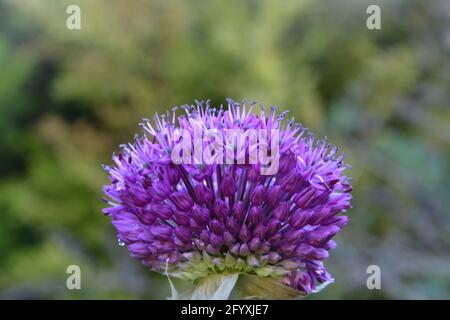 Allium giganteum 'Gladiator', Regno Unito, spazio floreale bello e tranquillo Foto Stock