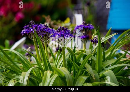 Scilla gioielli dei Caraibi 'Sapphire Blue' Foto Stock