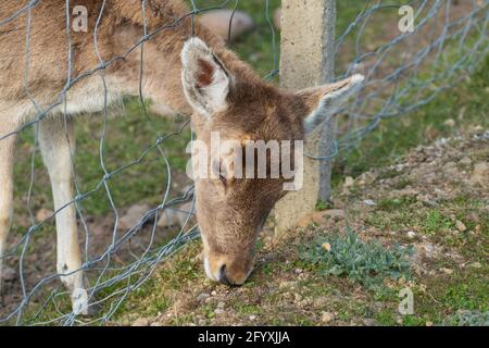 Junges Damwild Kalb Hat sich im Zaun verfangen Foto Stock