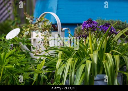 Scilla gioielli dei Caraibi 'Sapphire Blue' Foto Stock