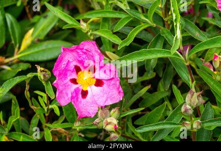 Una singola rosa rossa (cistus purpureus) Foto Stock