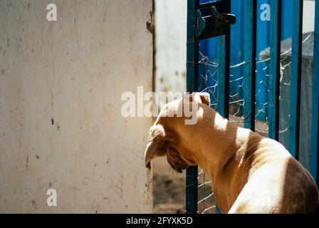 Cane cercando di fuggire da casa Foto Stock