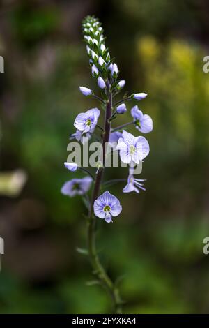 Veronica gentianoides ‘Tissington White’ Foto Stock