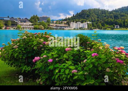 Cespugli di fiori di hydrangea sulla riva del lago. Hotel e ristoranti sul lungomare, lago di Bled, Slovenia, Europa Foto Stock